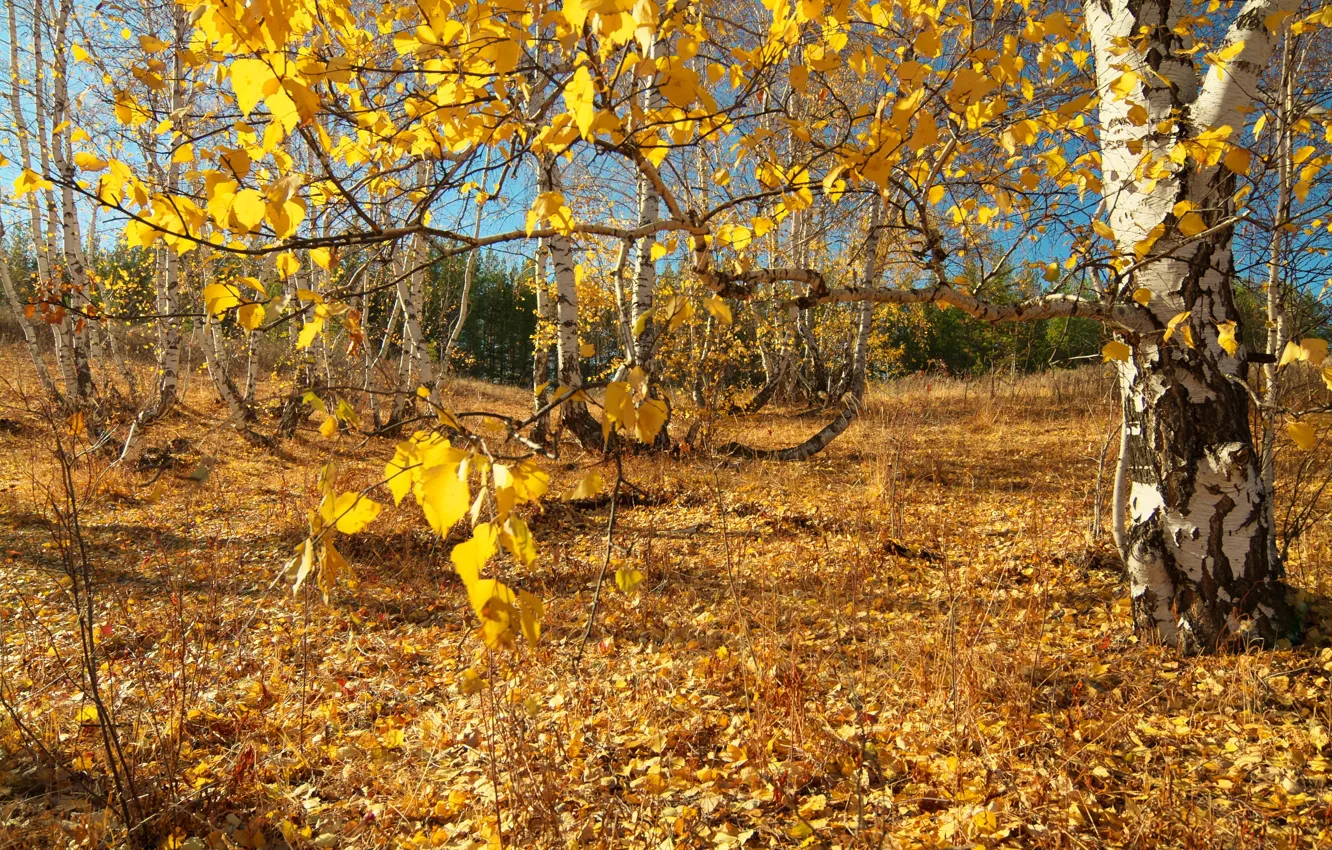 Photo wallpaper autumn, forest, light, branches, nature, glade, foliage, yellow leaves