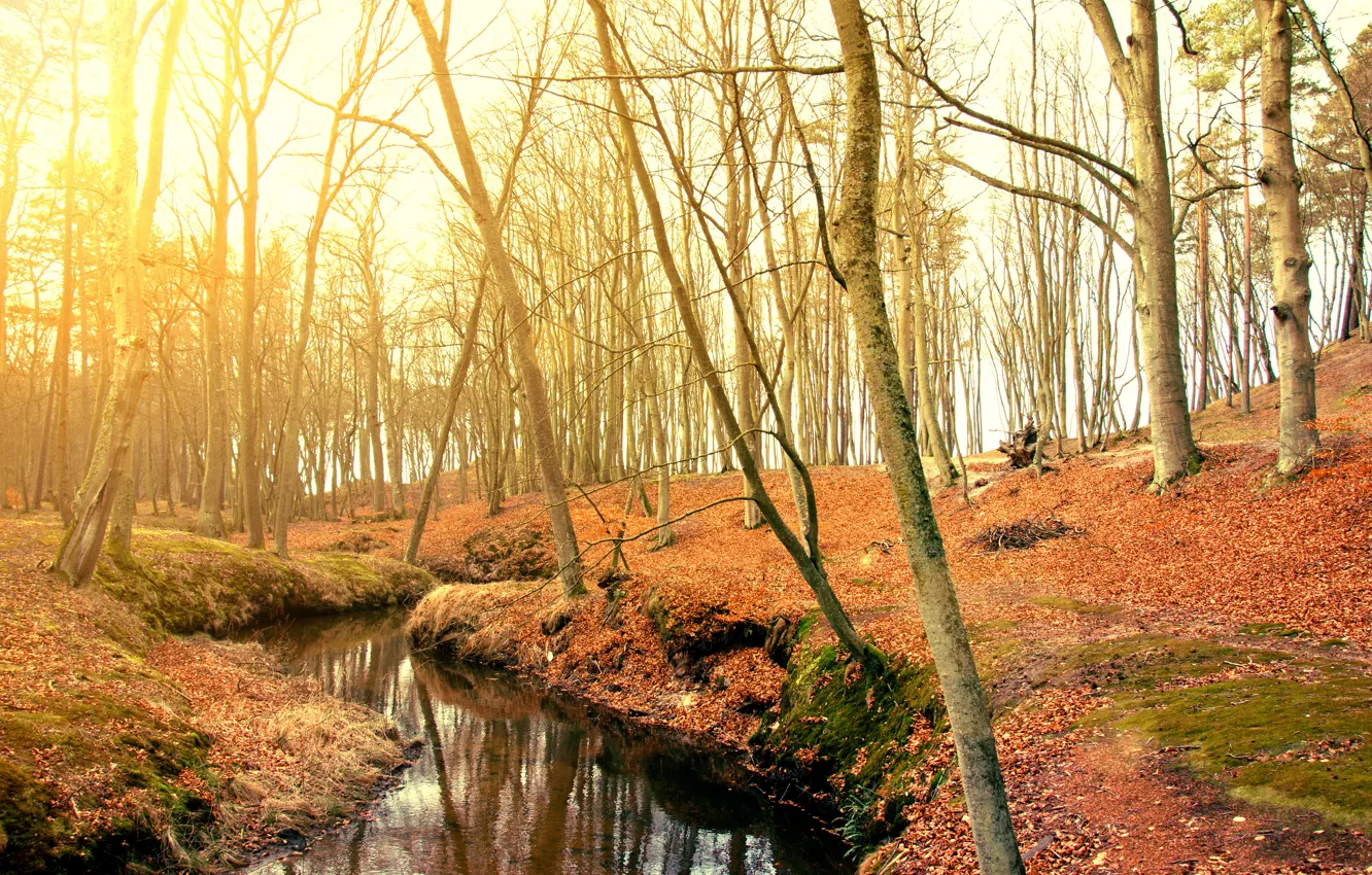 Photo wallpaper autumn, forest, leaves, trees, Park, forest, landscape, park