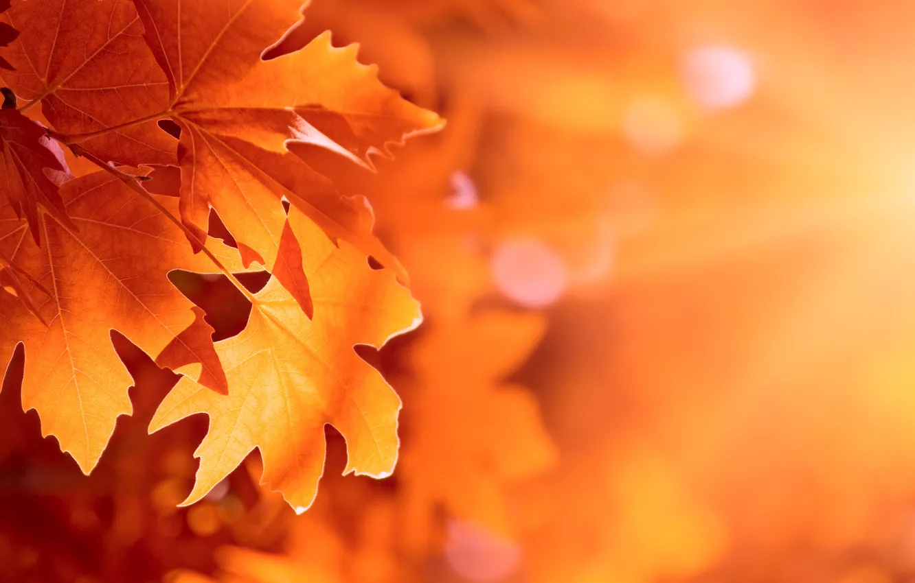 Photo wallpaper autumn, leaves, bokeh