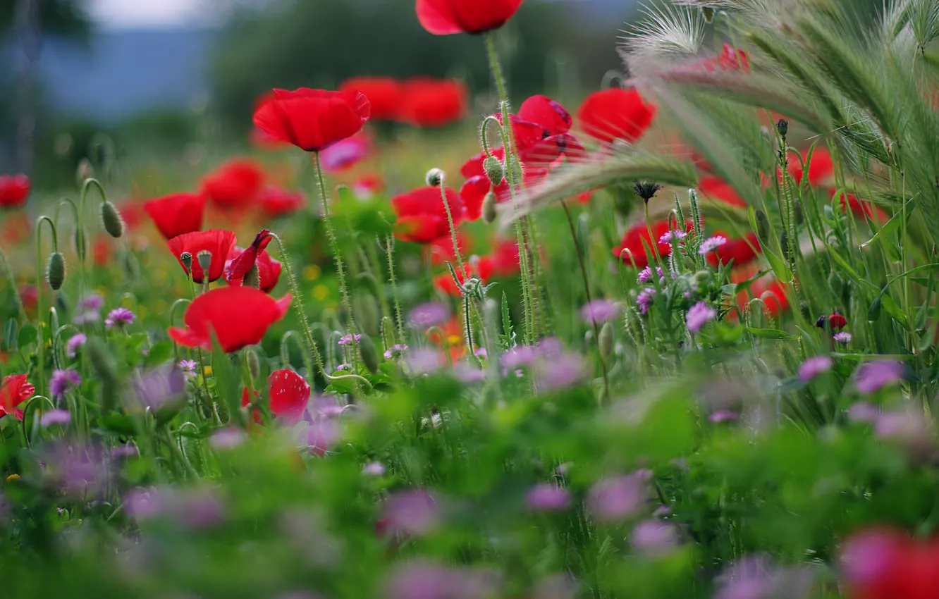 Photo wallpaper field, macro, flowers, red, Maki, blur, lilac, cornflowers