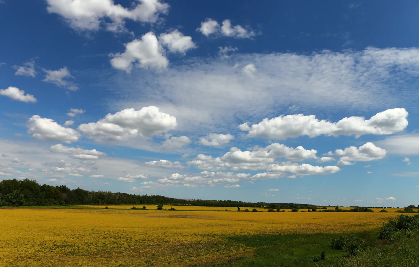 Photo wallpaper field, the sky, clouds, trees
