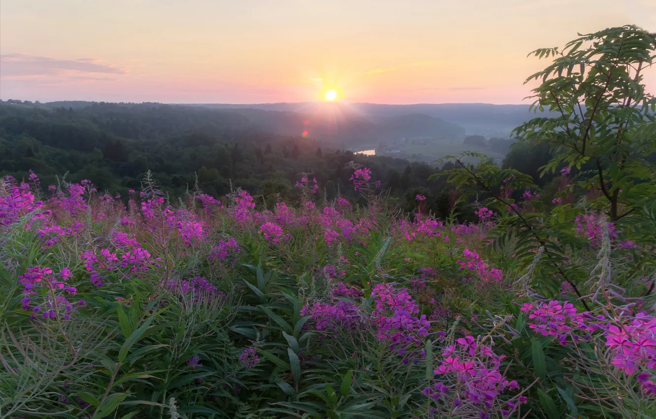 Photo wallpaper field, forest, summer, the sky, the sun, flowers, fog, dawn