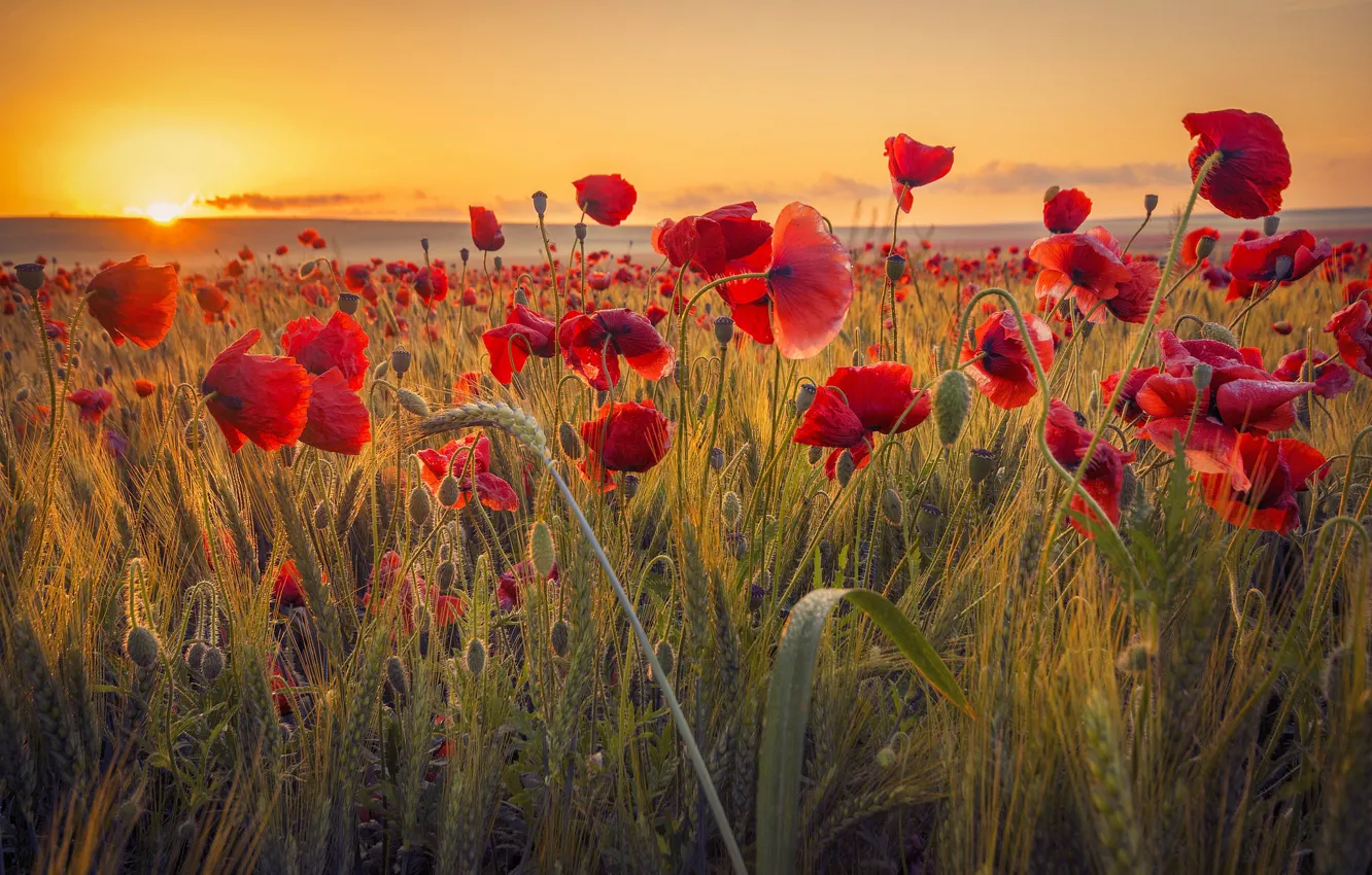 Photo wallpaper field, the sun, sunset, flowers, nature, Maki