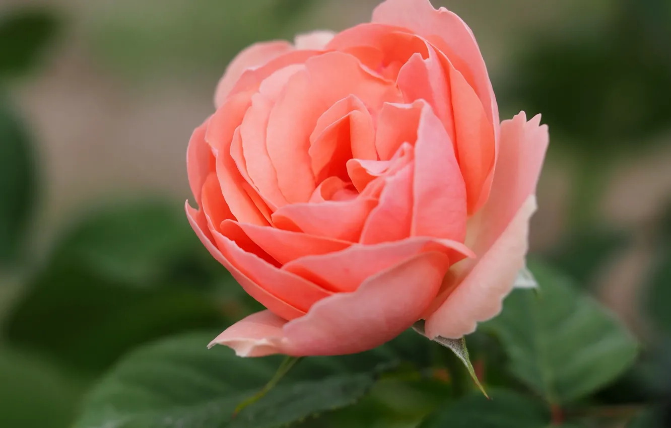 Photo wallpaper macro, roses, buds