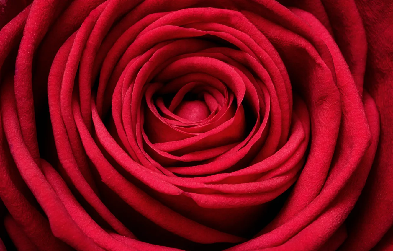 Photo wallpaper macro, rose, petals, red