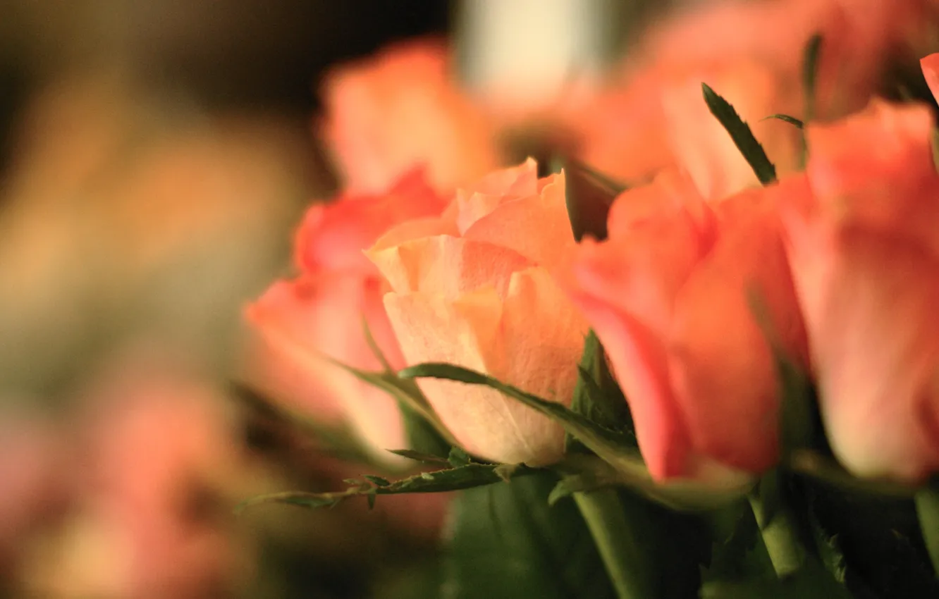 Photo wallpaper flowers, roses, bouquet, focus, pink