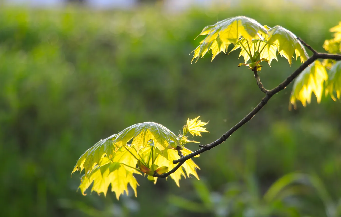 Photo wallpaper spring, leaf, twig