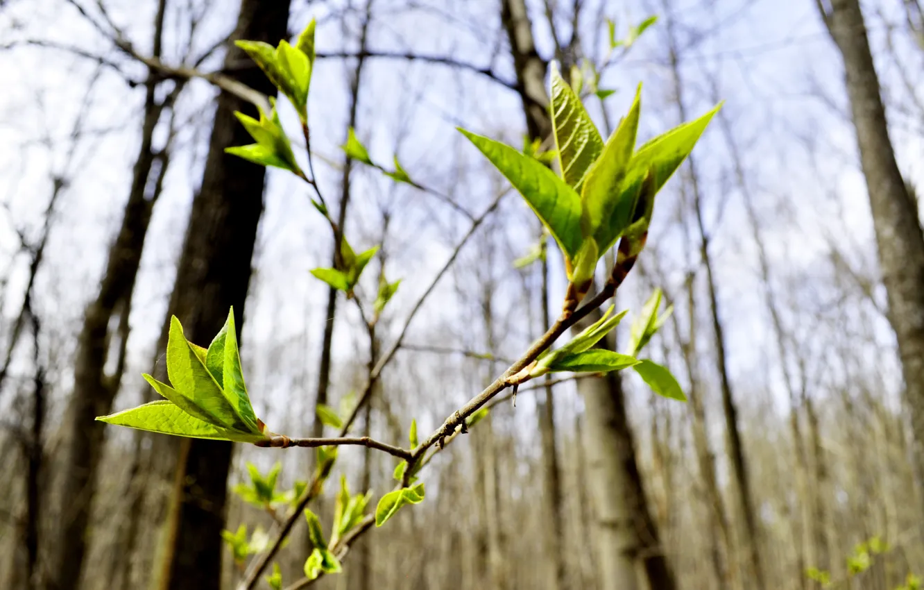 Photo wallpaper forest, leaves, trees, nature, spring, April