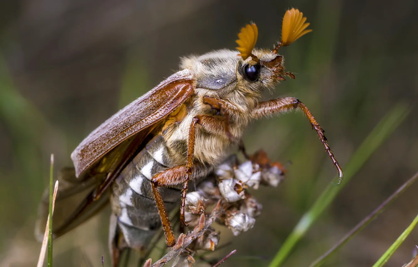 Photo wallpaper grass, macro, beetle, stem, bokeh, chafer, may