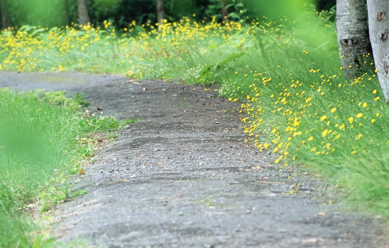 Wallpaper summer, trees, flowers, trail for mobile and desktop, section ...