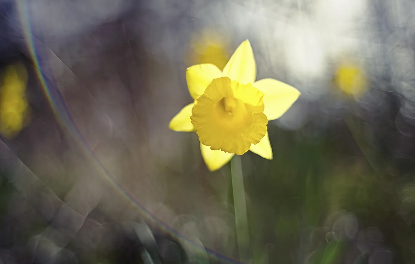 Photo wallpaper flowers, yellow, petals, daffodils
