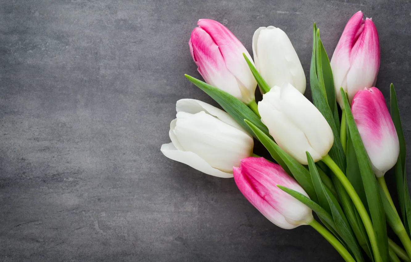 Photo wallpaper flowers, bouquet, tulips, pink, white, white, fresh, pink