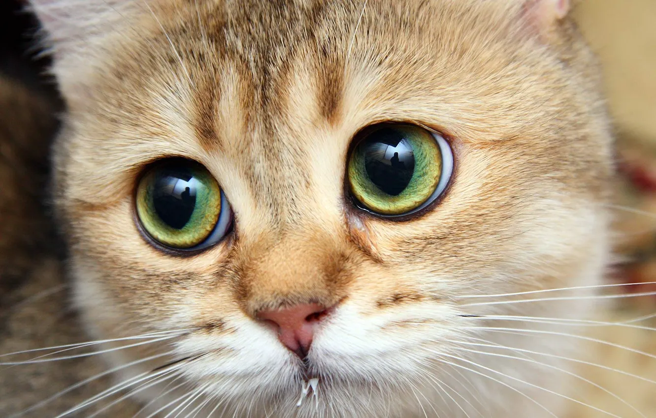 Photo wallpaper cat, cat, Tomcat, ginger, bigeye