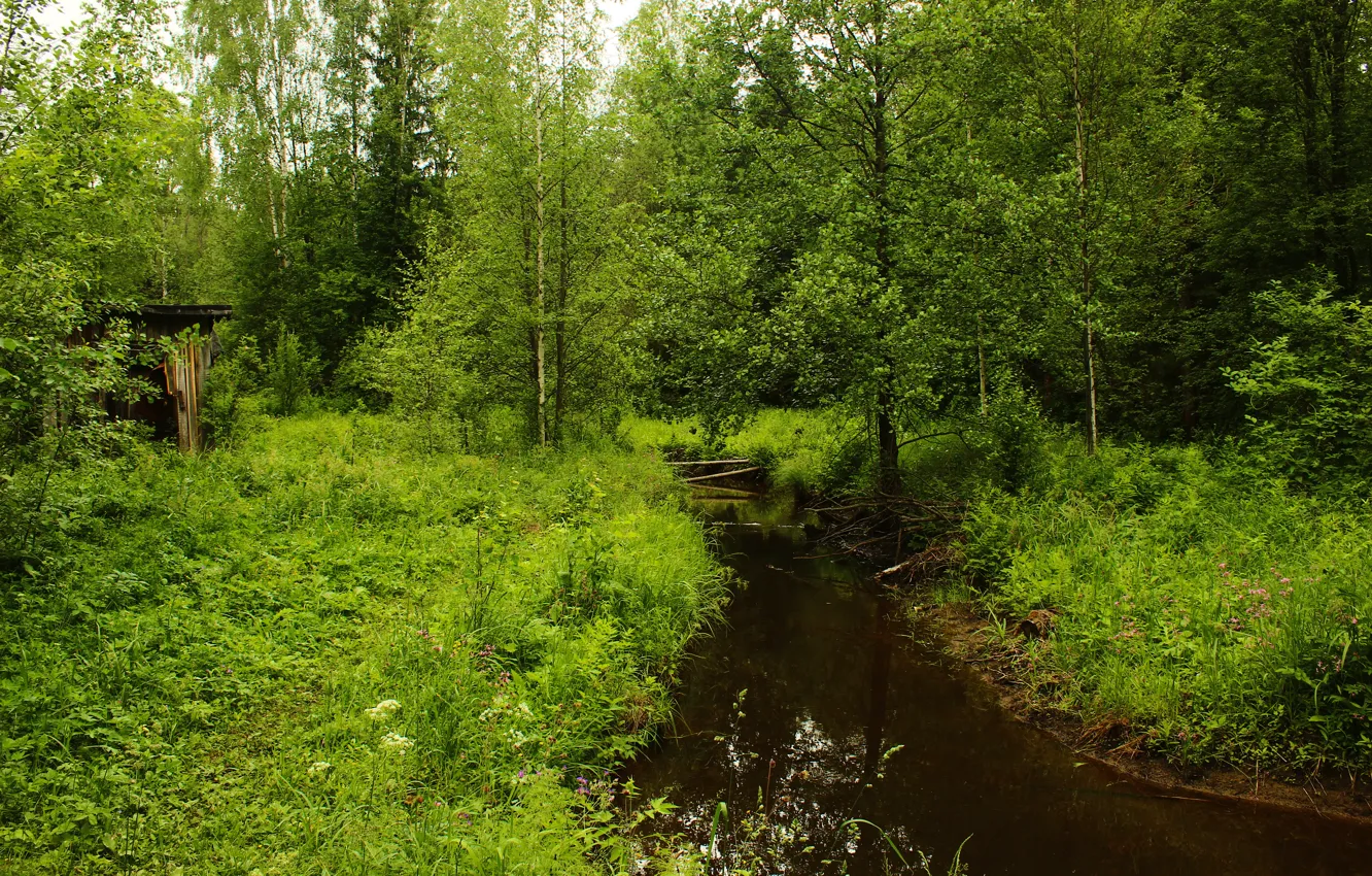Photo wallpaper grass, trees, river, nature.