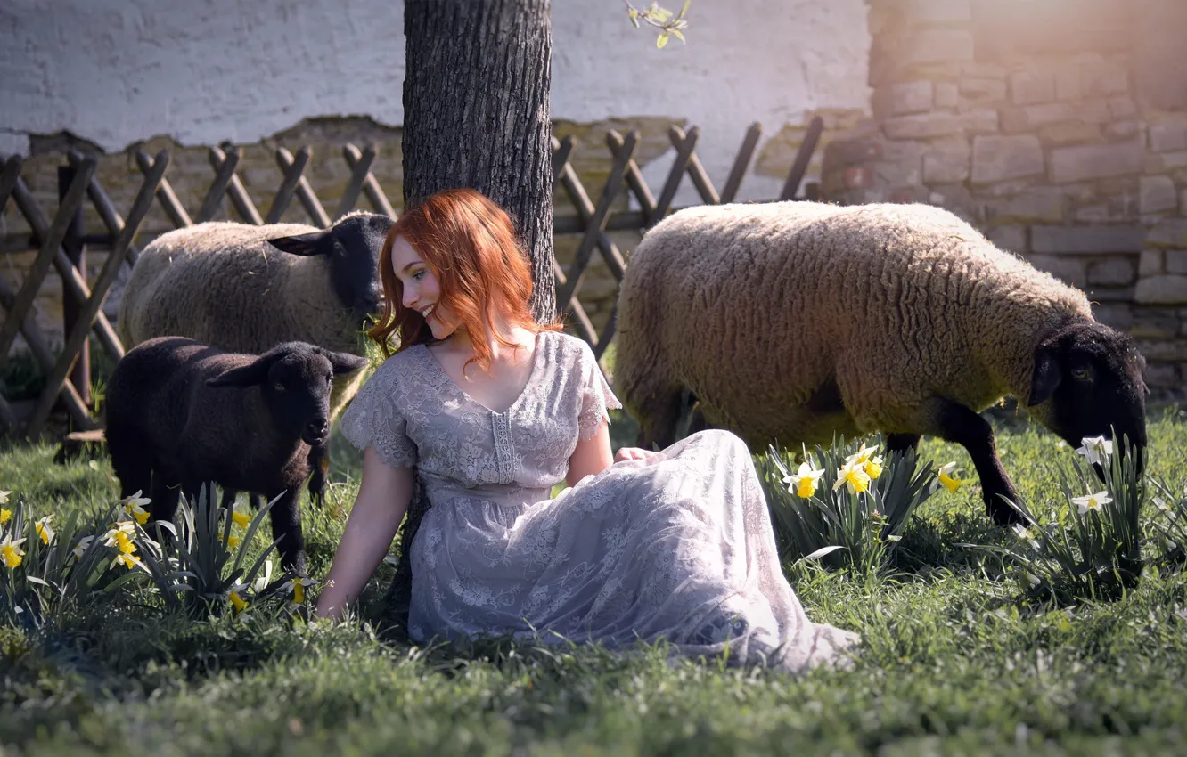 Photo wallpaper girl, sheep, spring