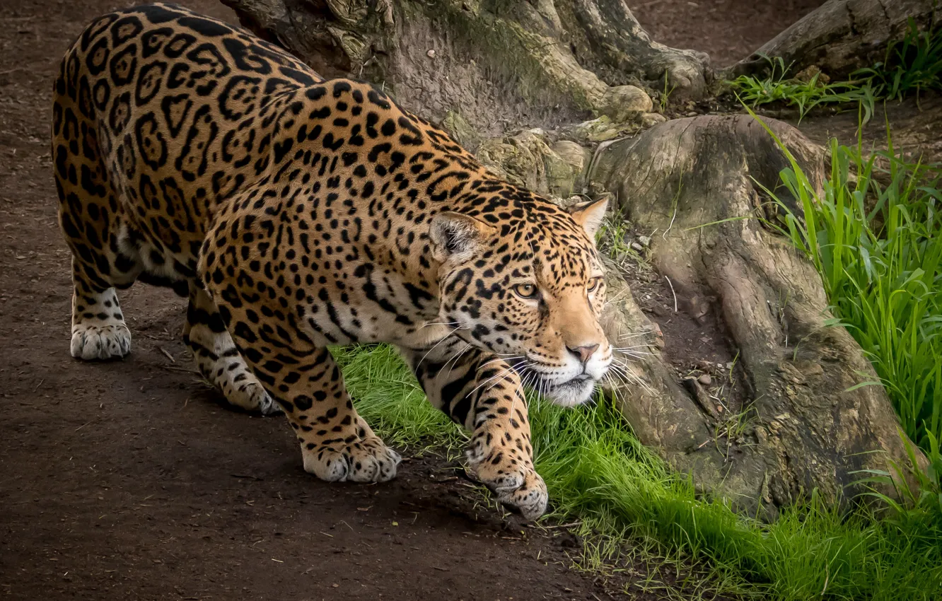 Photo wallpaper predator, Jaguar, wild cat