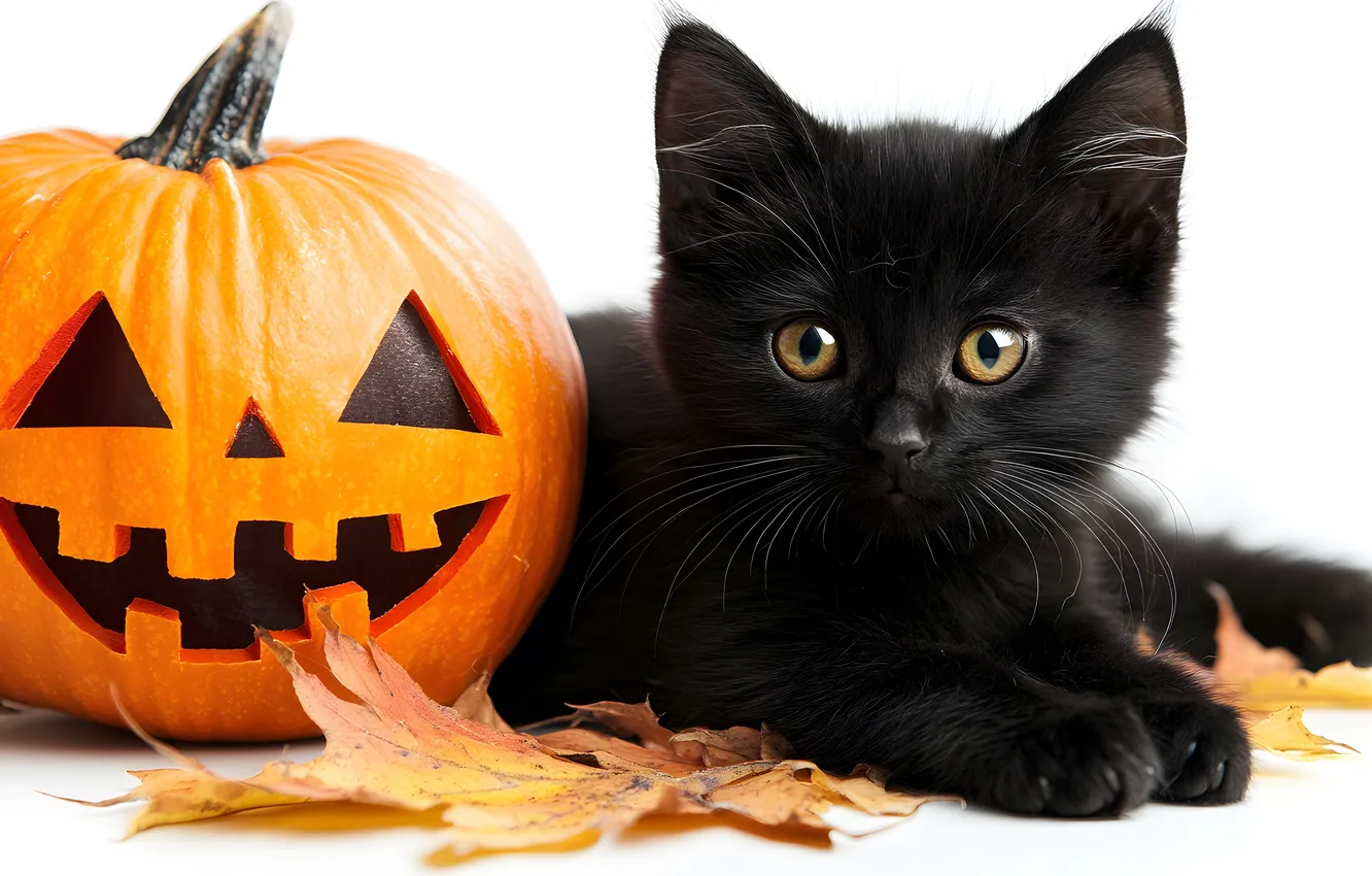 Photo wallpaper autumn, cat, look, holiday, black, white background, lies, pumpkin