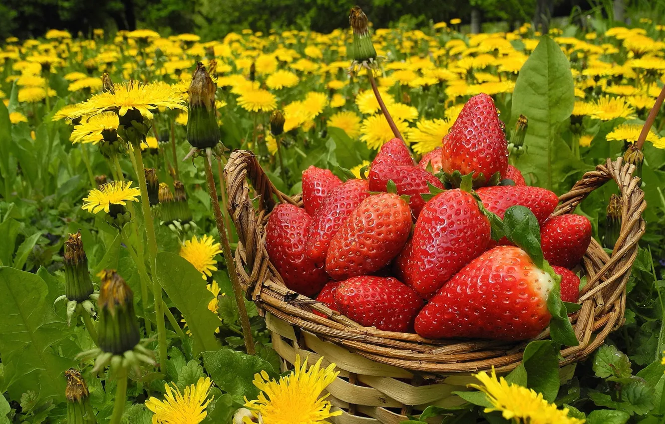Photo wallpaper flowers, berries, meadow, strawberry, dandelions, basket