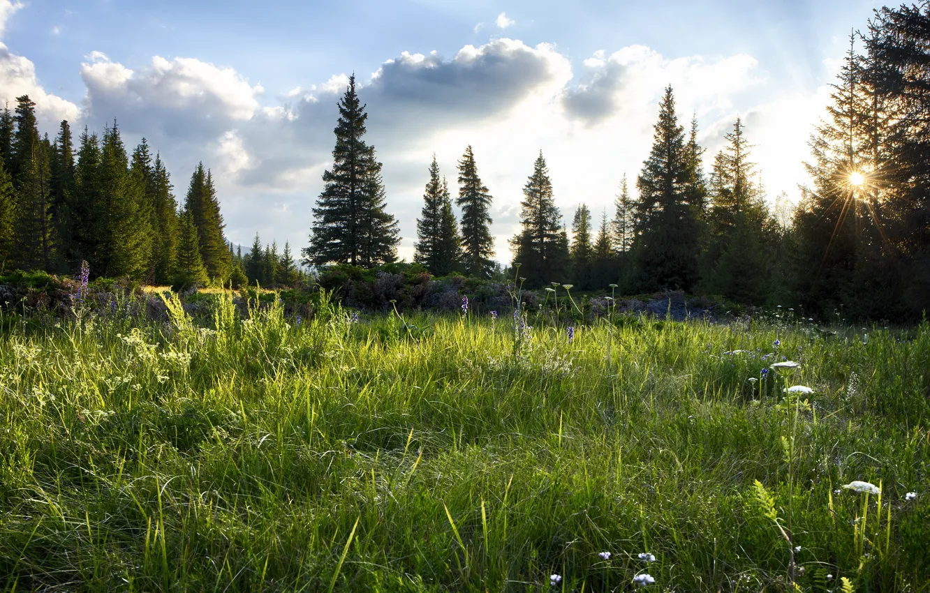 Photo wallpaper greens, field, forest, summer, the sky, the sun, clouds, rays