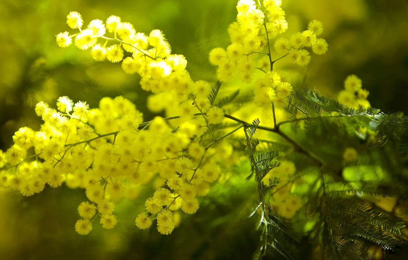 Photo wallpaper macro, inflorescence, Mimosa
