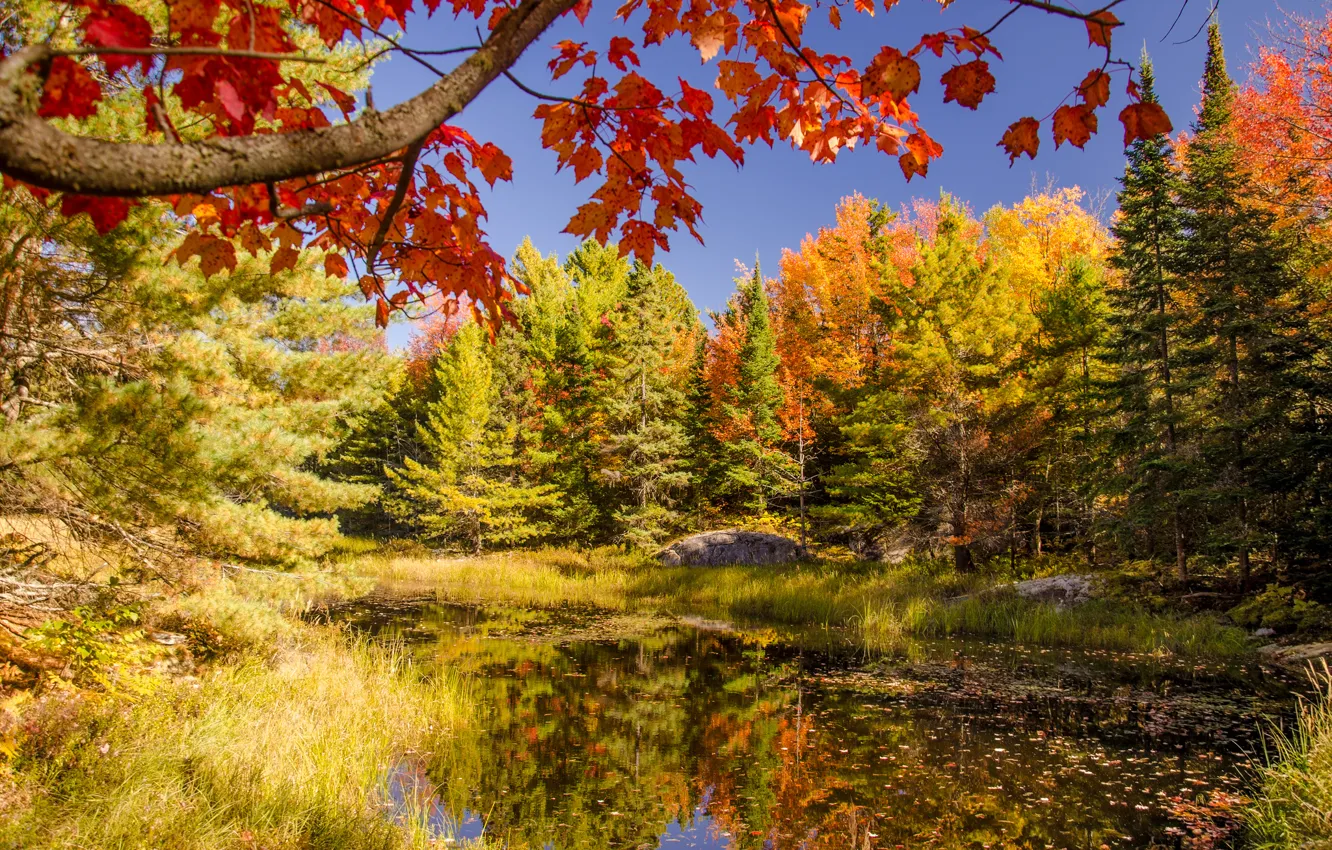 Photo wallpaper autumn, forest, the sky, trees, lake, pond