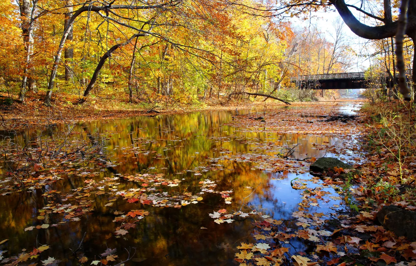 Photo wallpaper autumn, forest, the sky, bridge, river