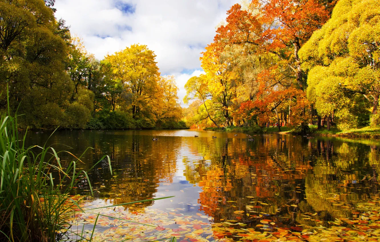 Photo wallpaper autumn, pond, Park, river, Saint Petersburg, Russia