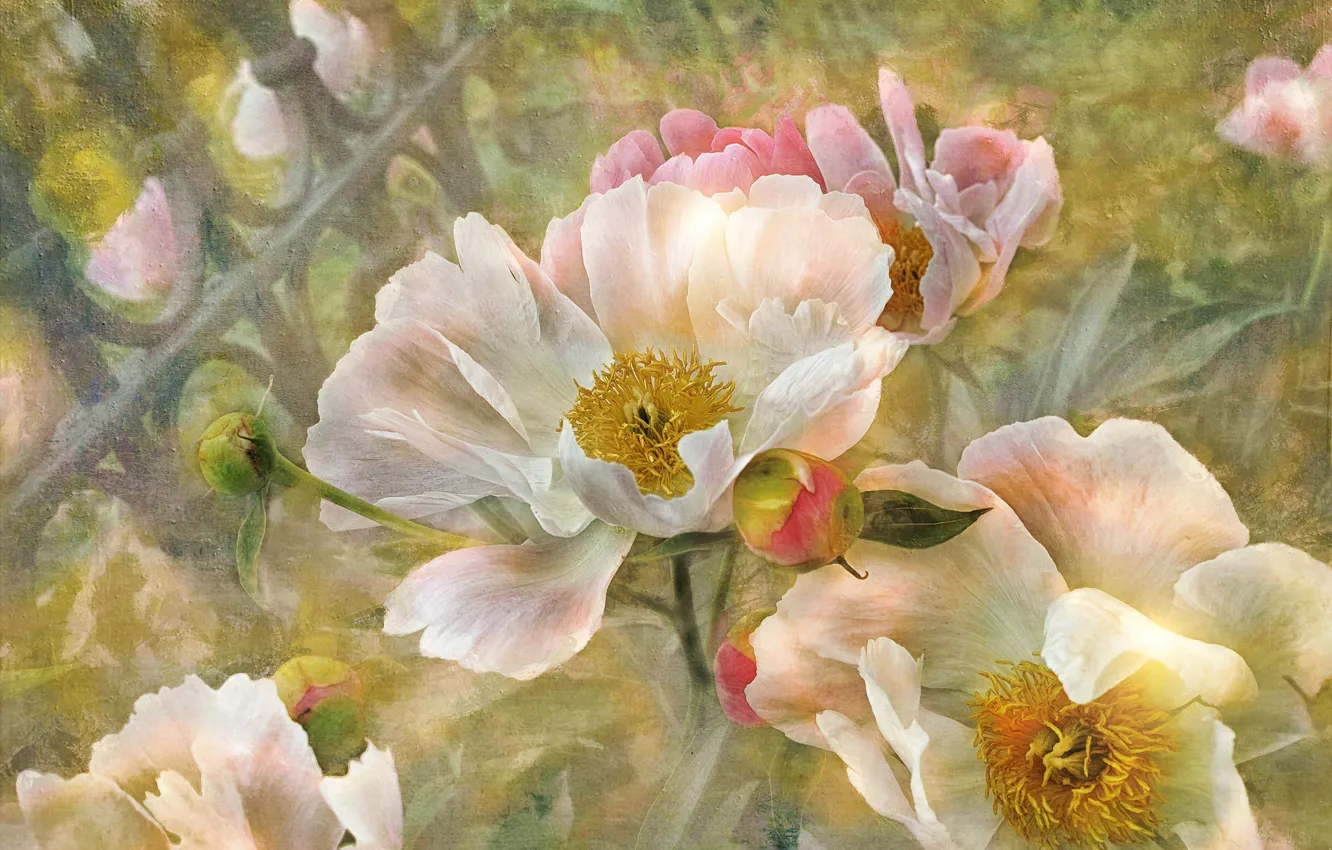 Photo wallpaper photoshop, petals, buds, peonies