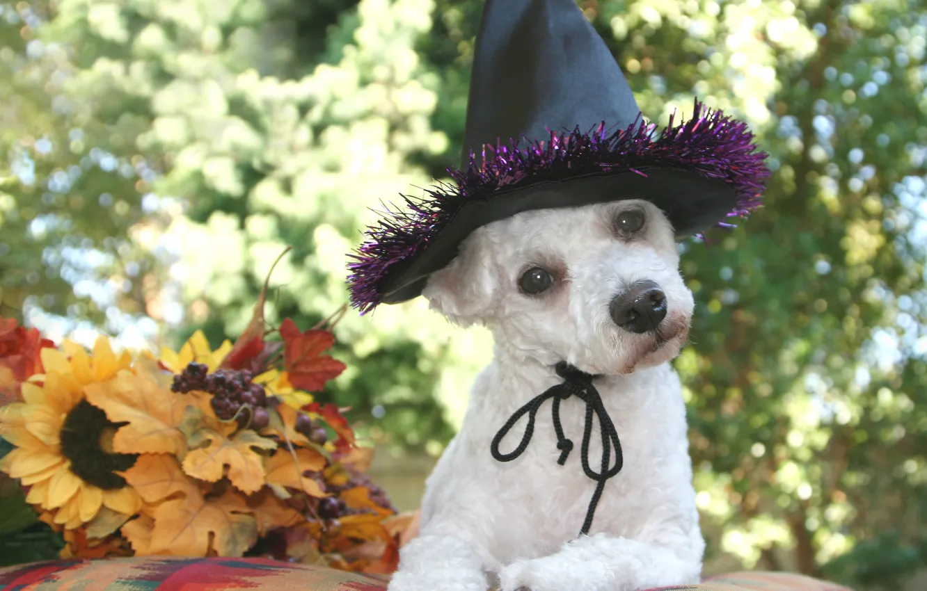 Photo wallpaper autumn, leaves, dog, hat, black, white, Halloween, dog
