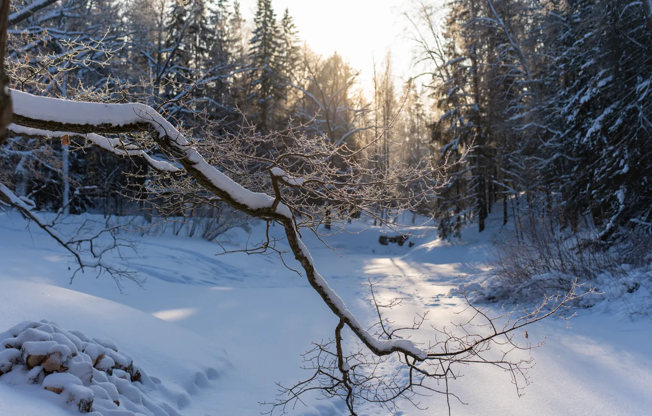 Photo wallpaper winter, frost, the sun, trees, branches