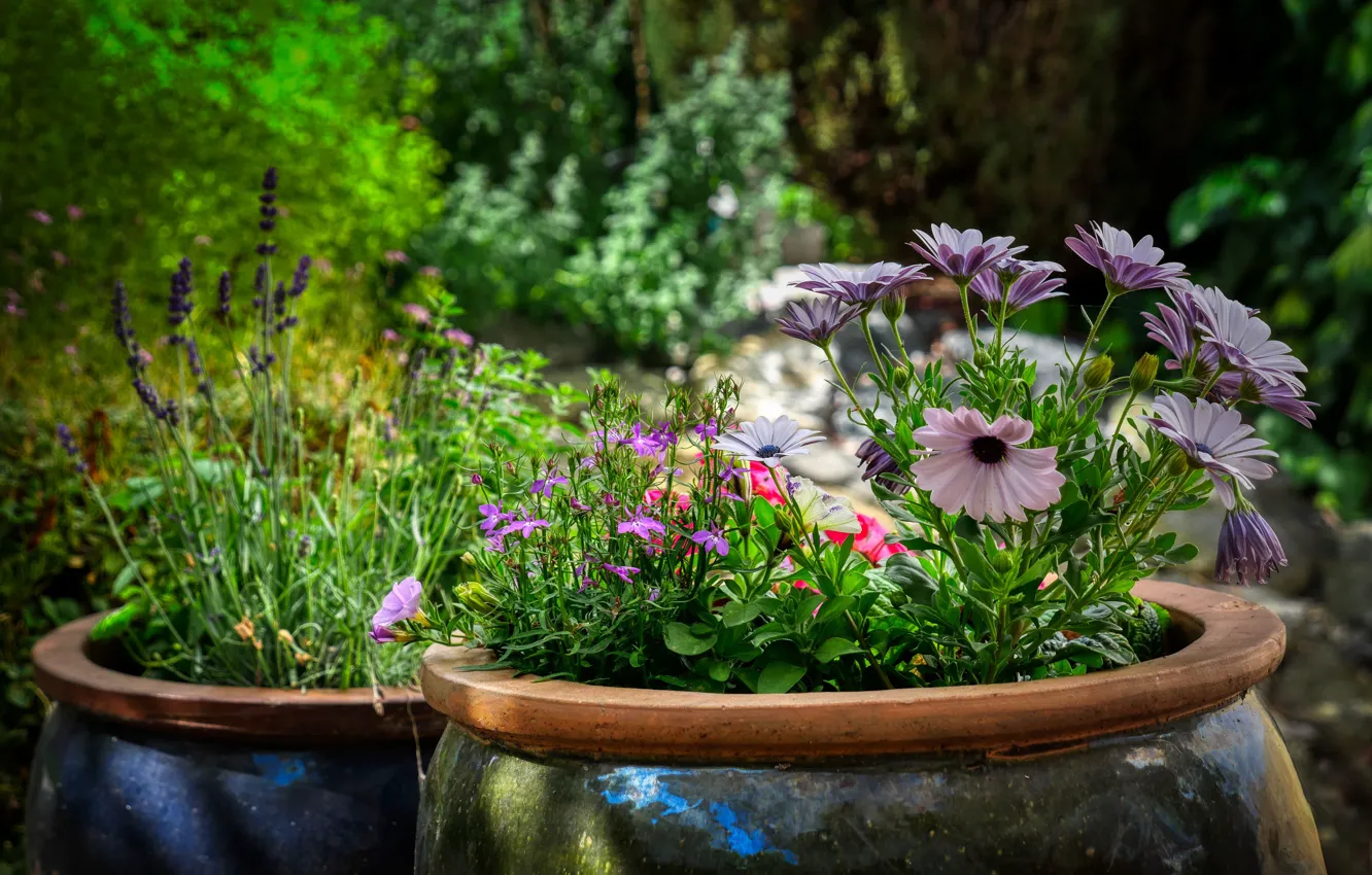 Photo wallpaper Osteospermum, Petunia, flowers, light, garden, lavender, lilac, bokeh