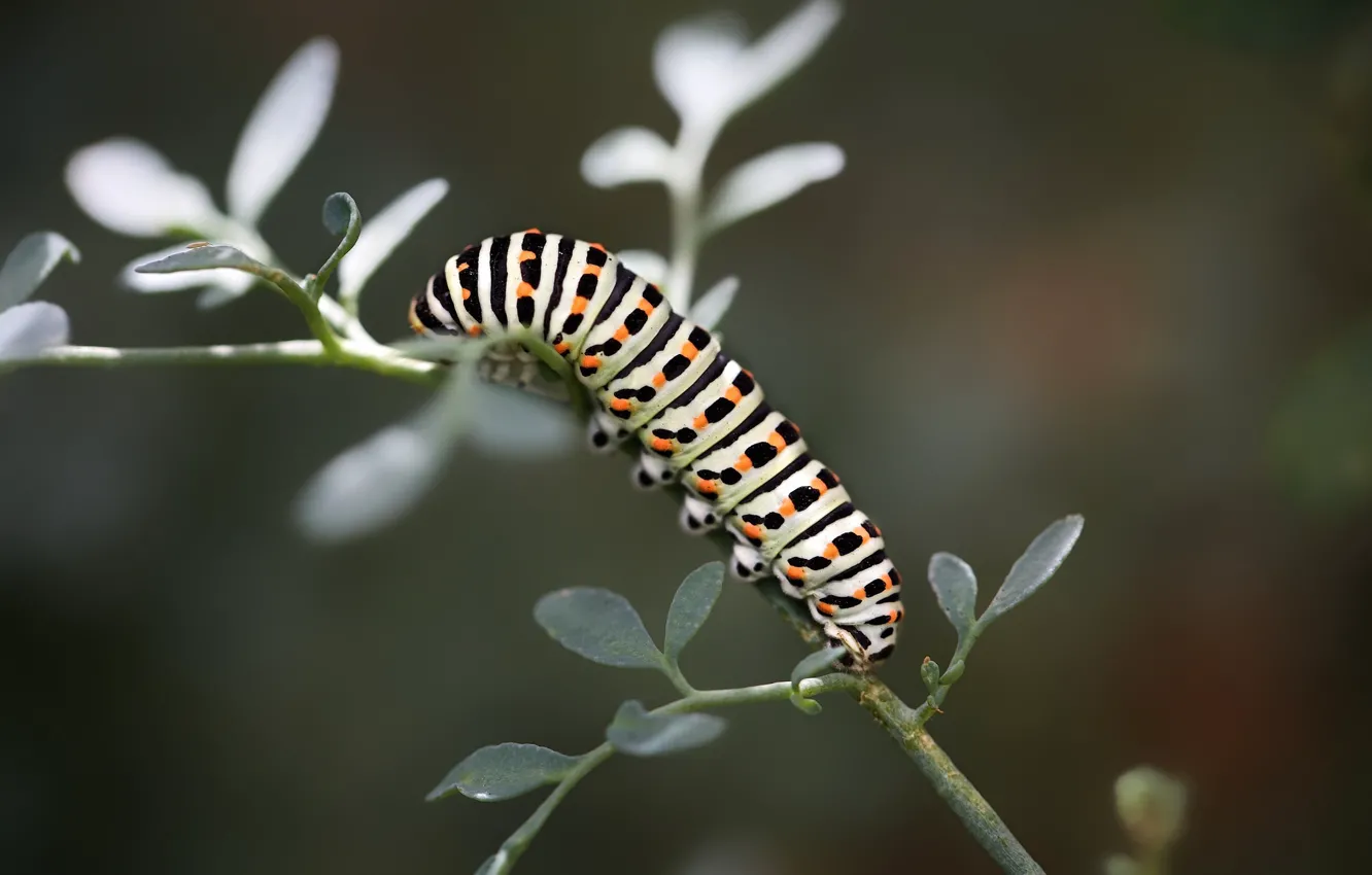 Photo wallpaper macro, caterpillar, sprig