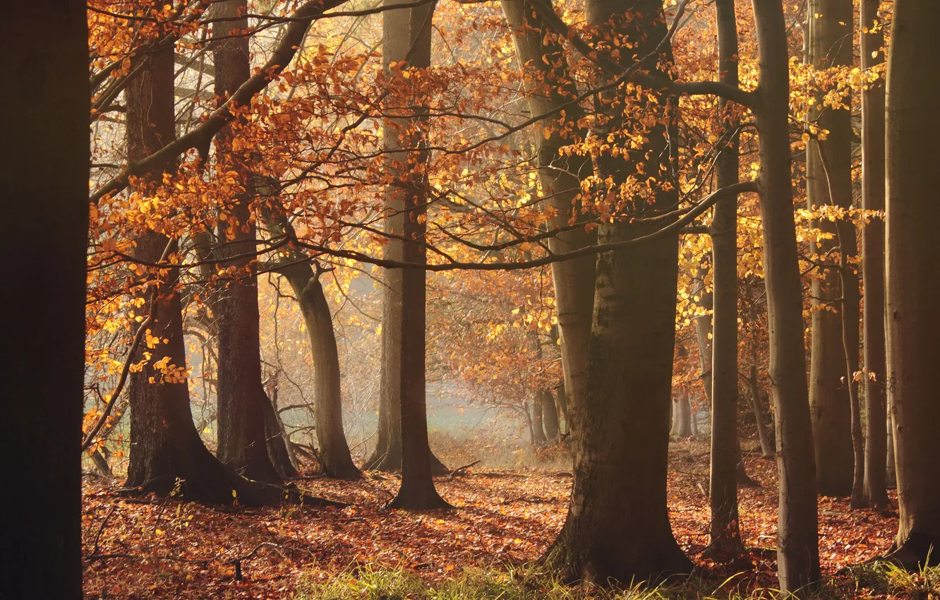 Photo wallpaper autumn, forest, trees