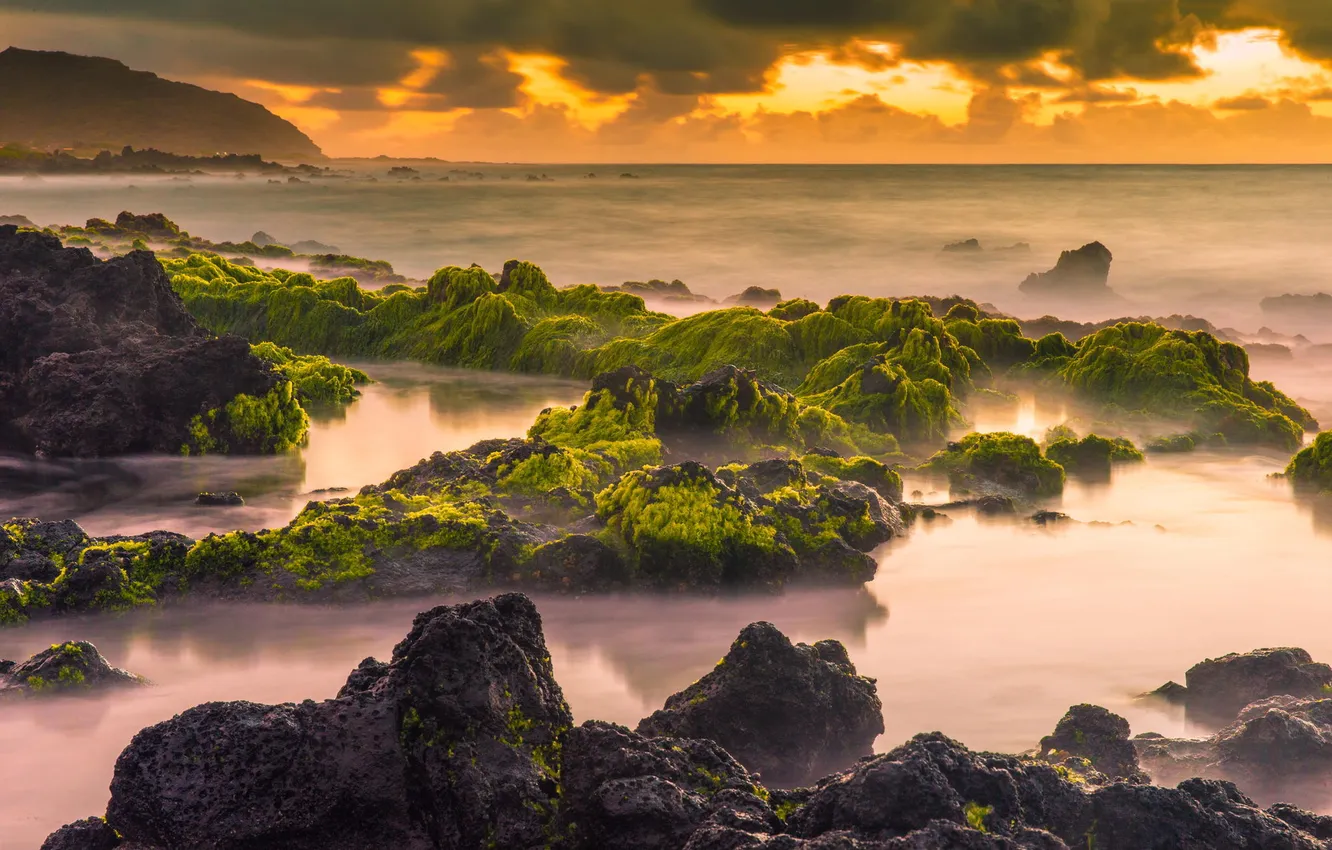 Photo wallpaper algae, sunset, nature, stones, the ocean, coast