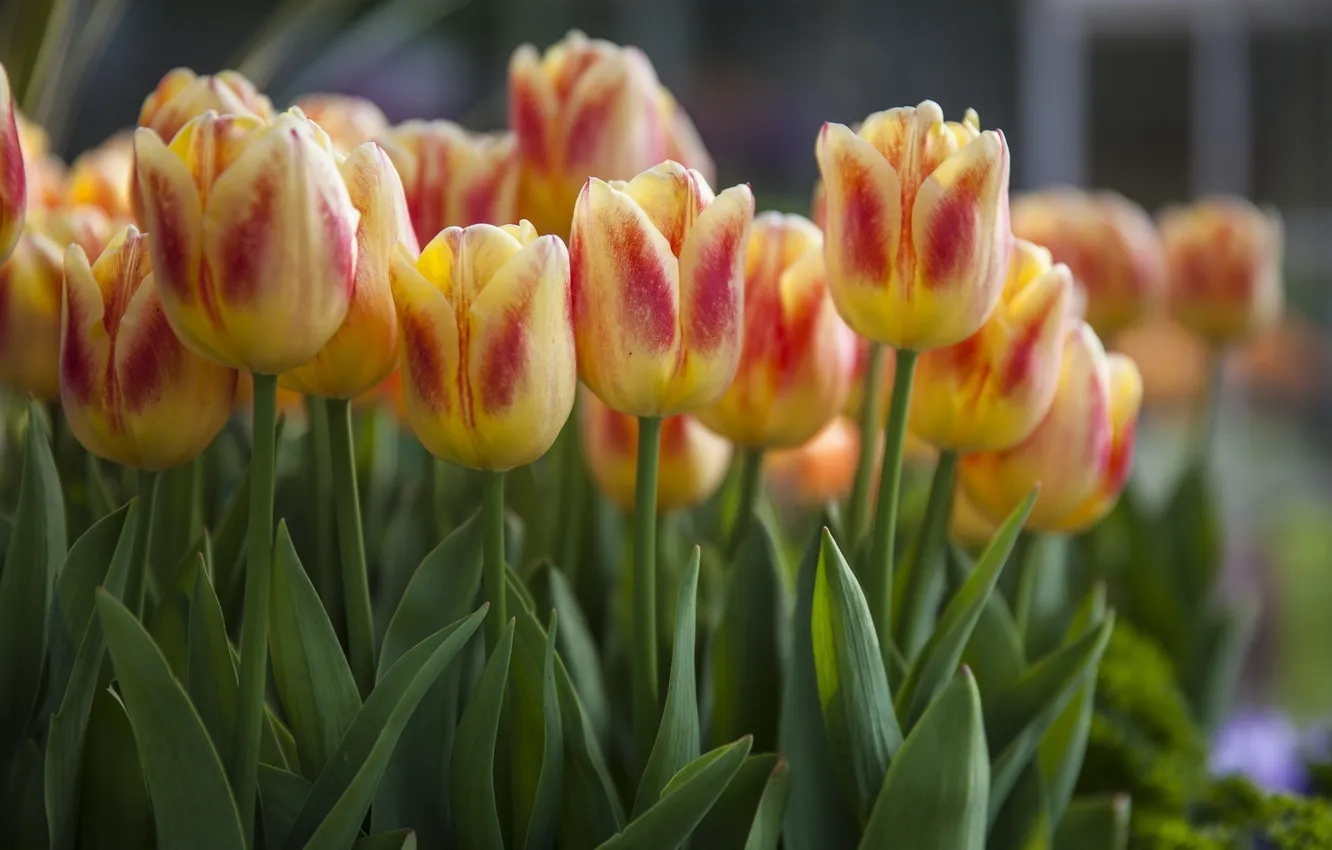 Photo wallpaper flowers, nature, tulips