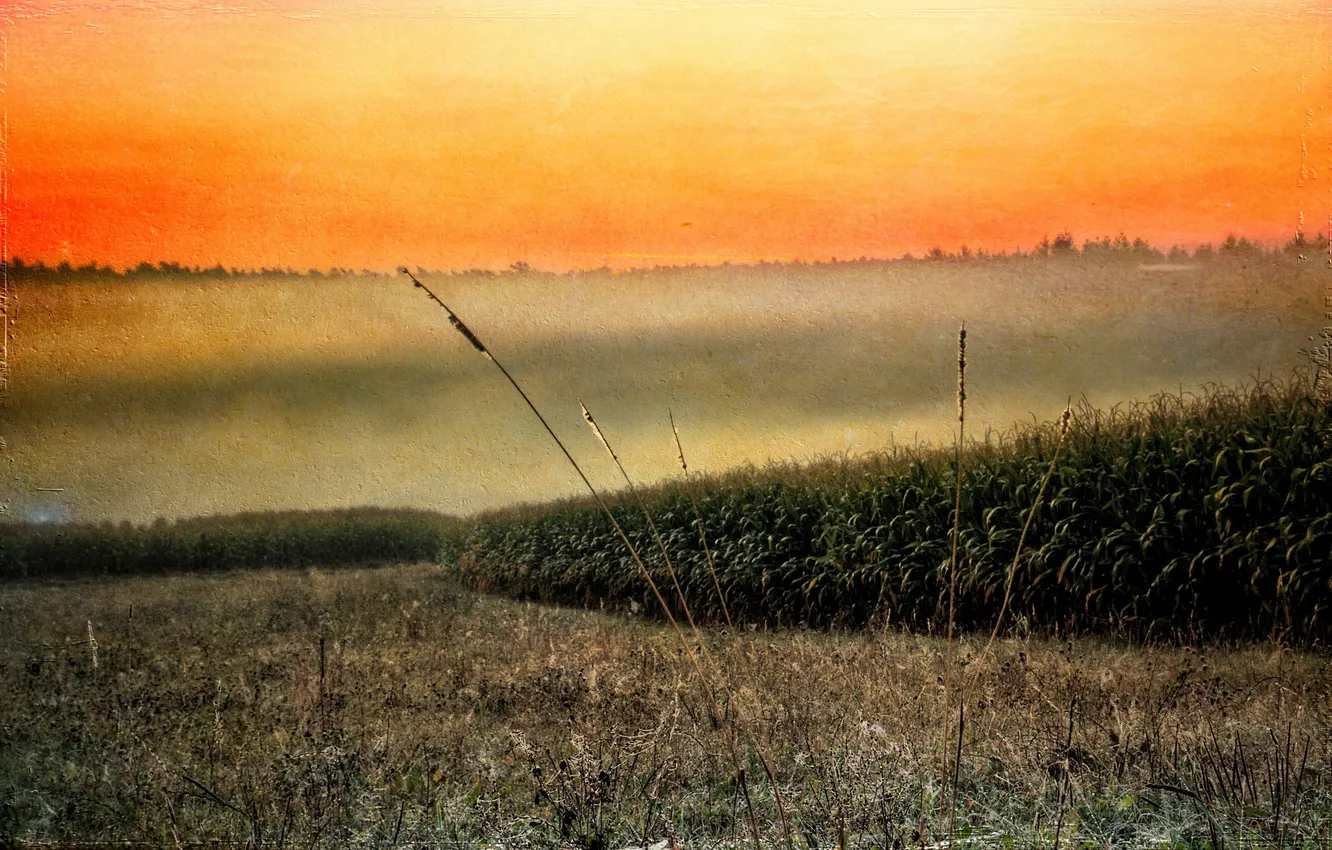 Photo wallpaper field, landscape, sunset, style