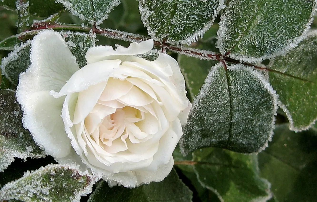 Photo wallpaper PETALS, FROST, ICE, LEAVES, WHITE, WINTER, MACRO, ROSE