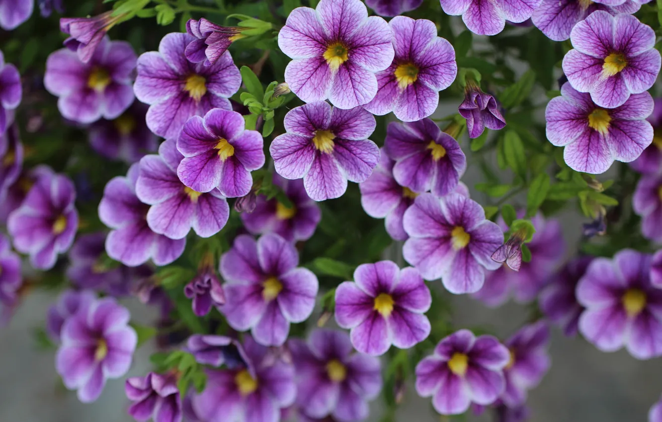 Photo wallpaper purple, flowers, calibrachoa