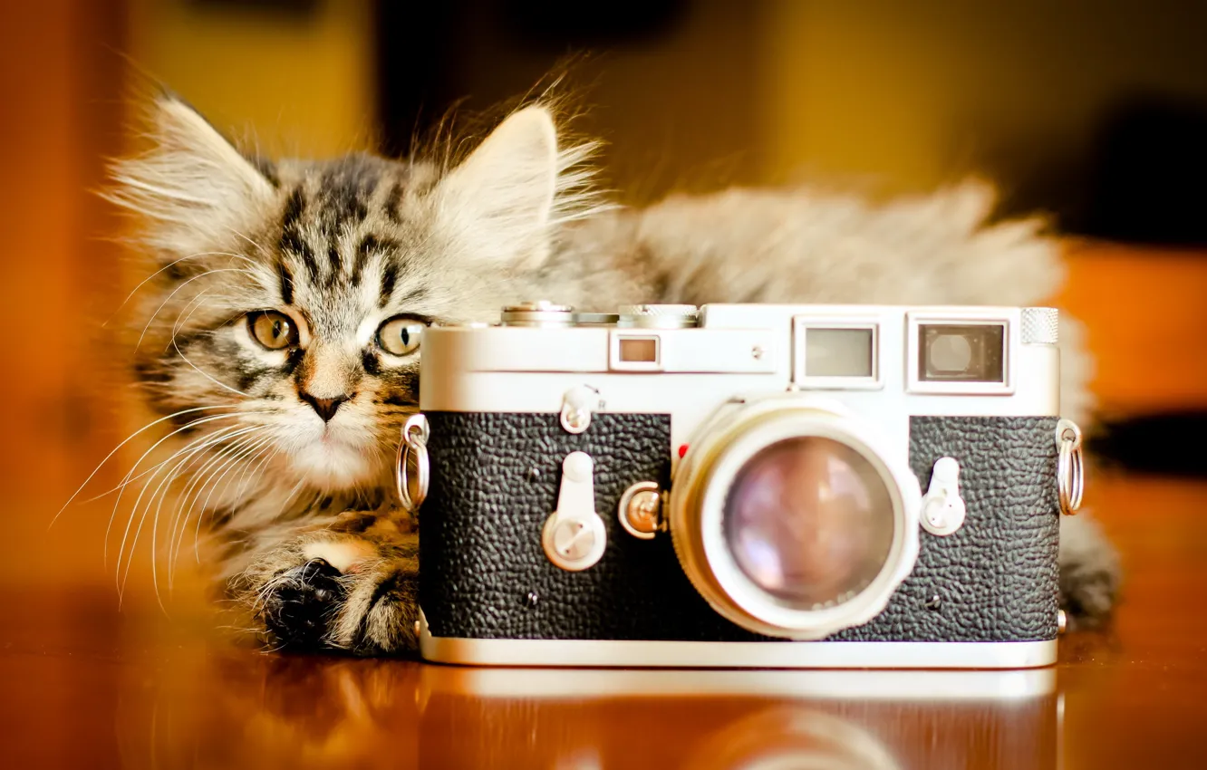Photo wallpaper cat, background, the camera