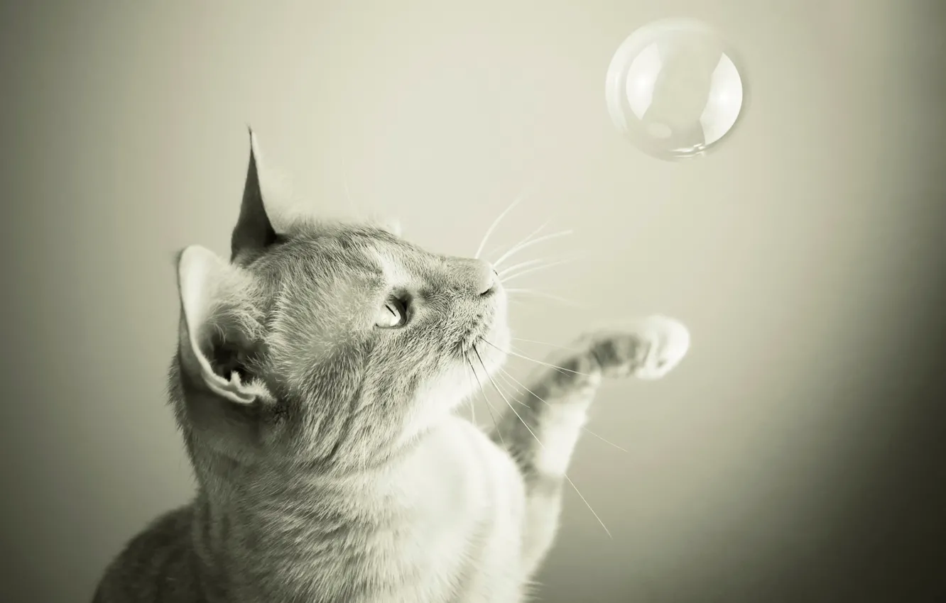 Photo wallpaper cat, bubbles, the game