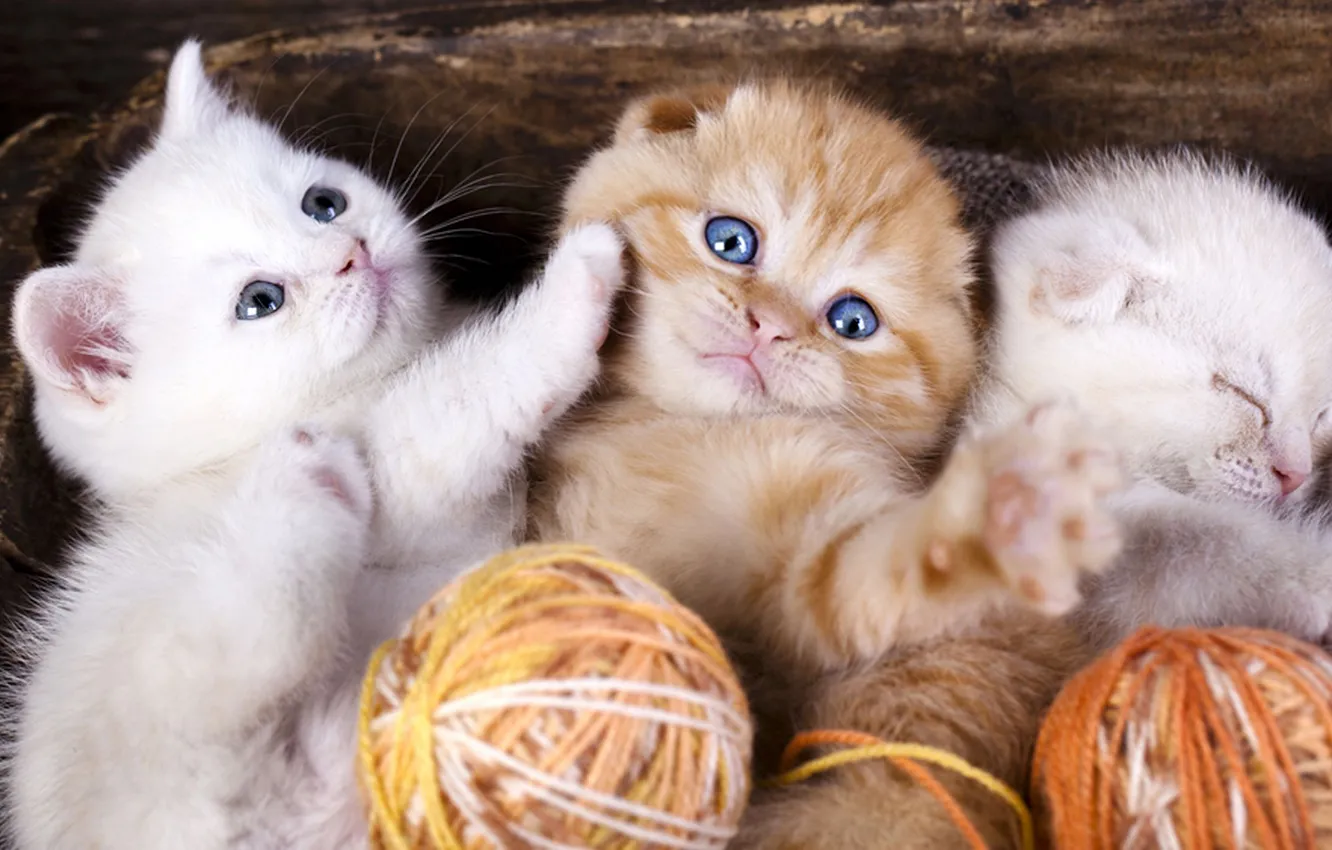Photo wallpaper cat, white, look, tangle, pose, kitty, legs, red