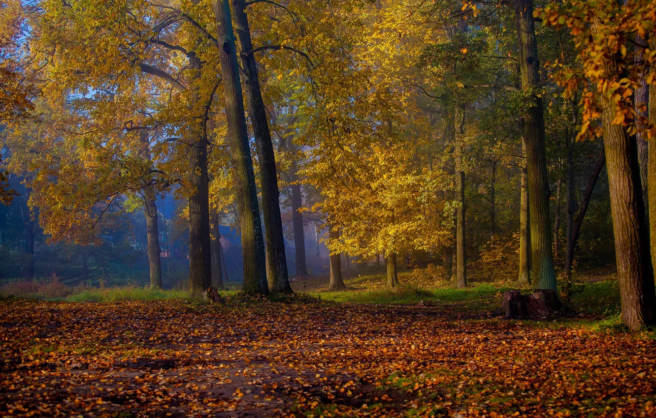 Photo wallpaper autumn, trees, Park, foliage, Russia, Red Village