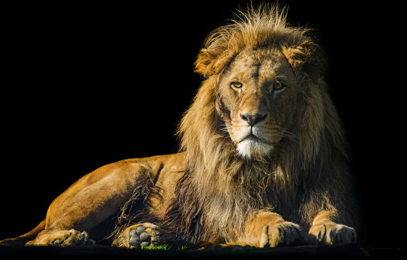 Photo wallpaper cat, Leo, ©Tambako The Jaguar