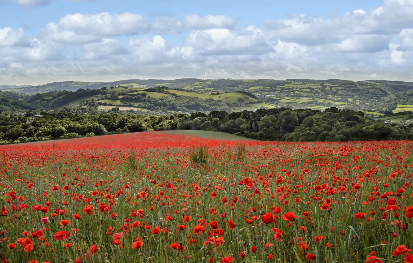 Photo wallpaper field, the sky, clouds, trees, flowers, hills, Maki, meadow