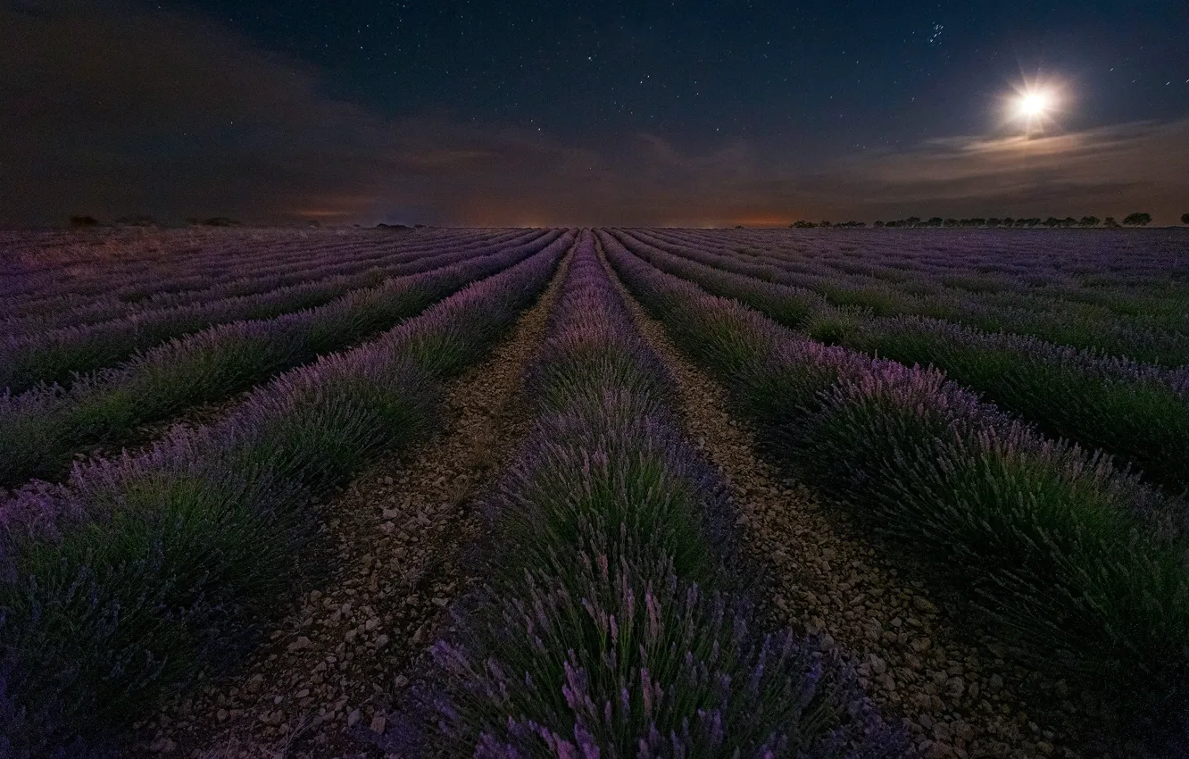 Photo wallpaper night, the moon, lavender, lavender field