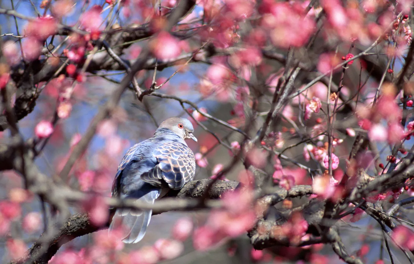 Photo wallpaper animals, flowers, bird, dove, beauty, spring, pink, flowering tree