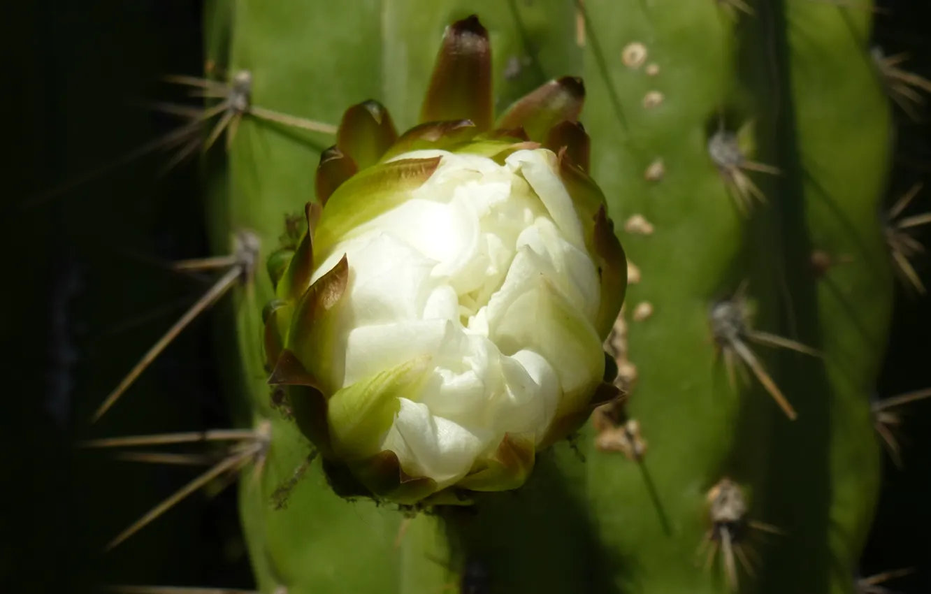 Photo wallpaper cactus, Blanes, pinya de rosa