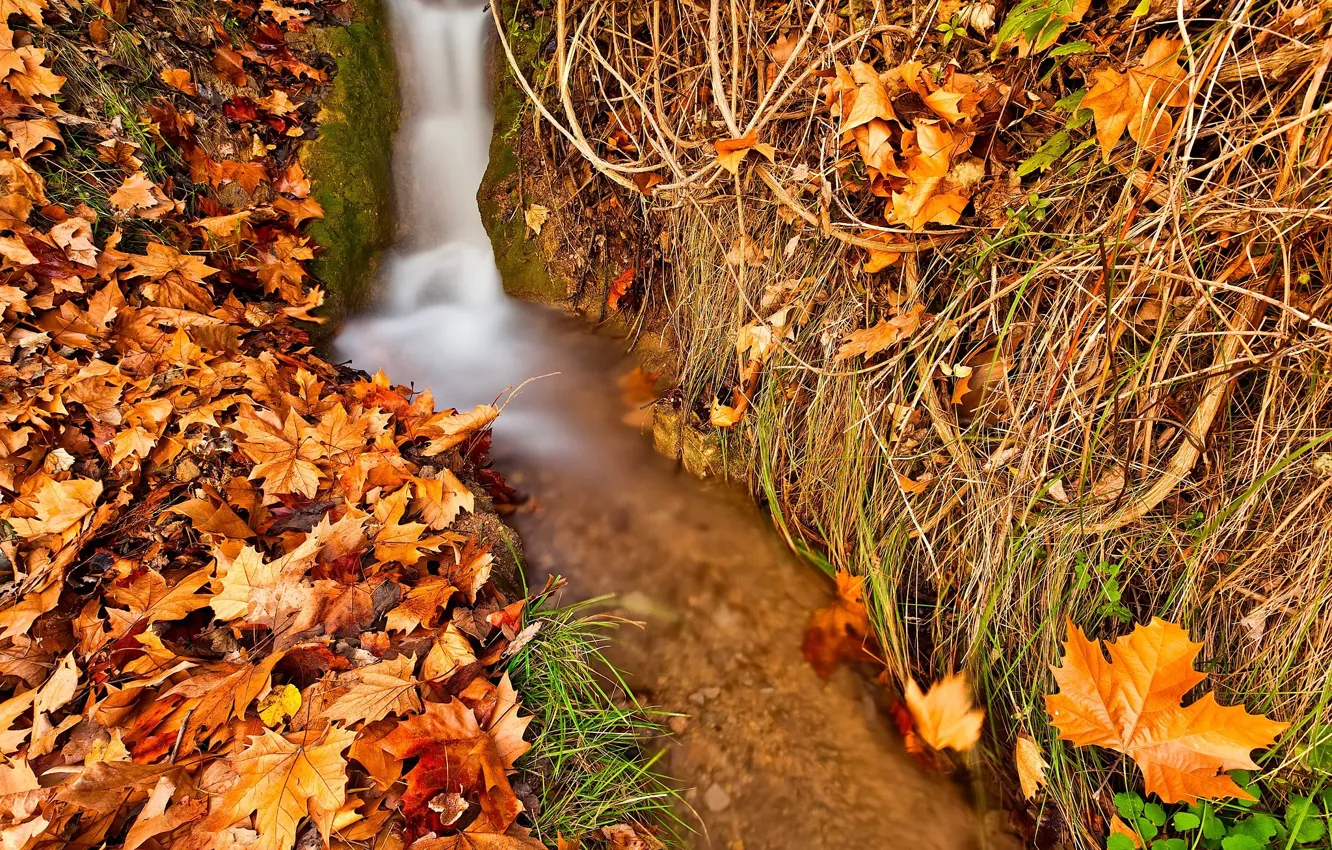 Photo wallpaper autumn, nature, stream, foliage, maple, autumn leaves