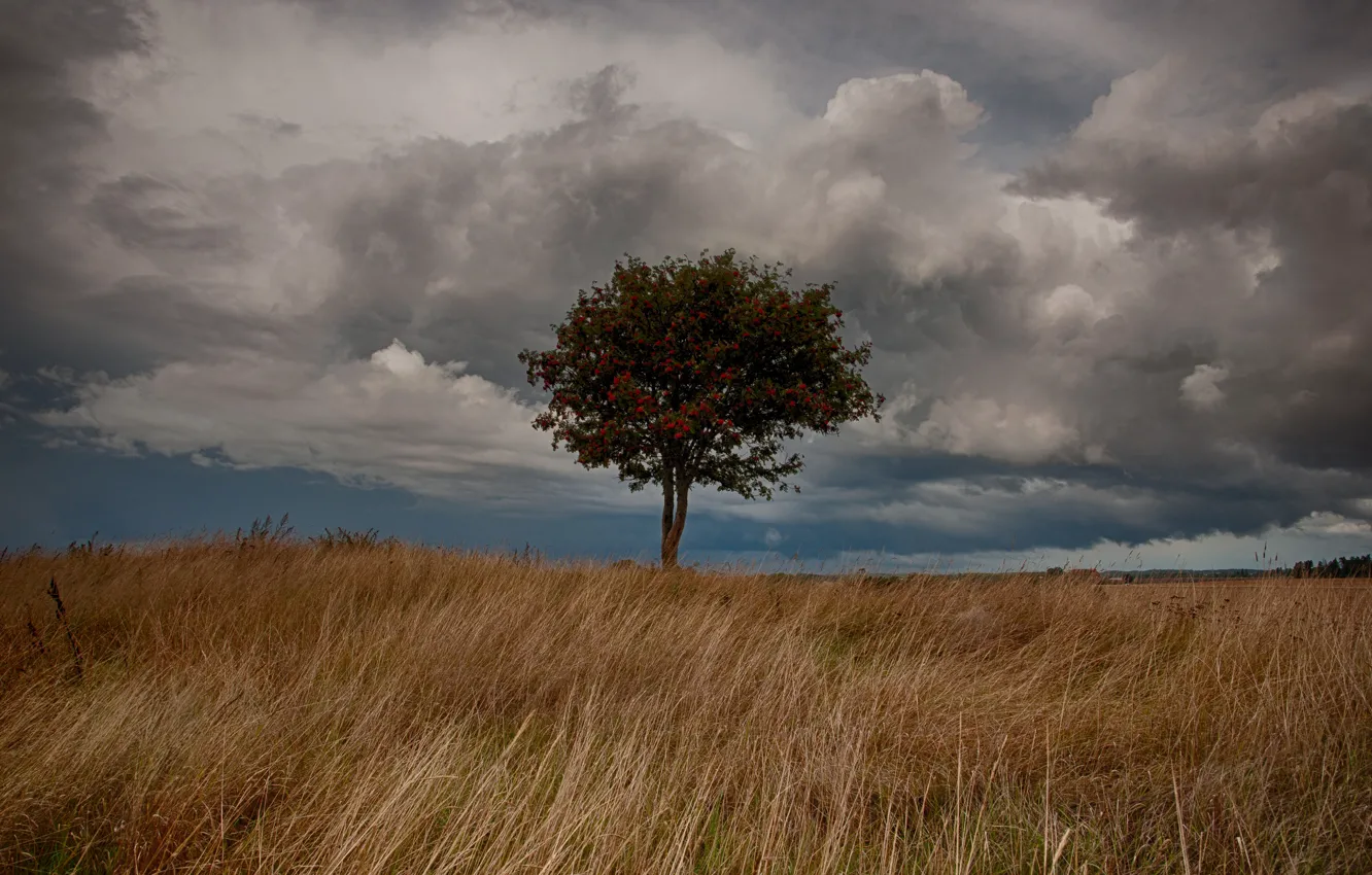 Photo wallpaper field, tree, Rowan