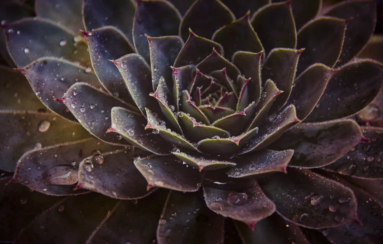 Photo wallpaper flowers, roses, texture, fractal, stone rose